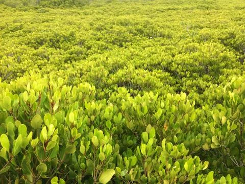 Forest park of Leaf Background Stock Photos