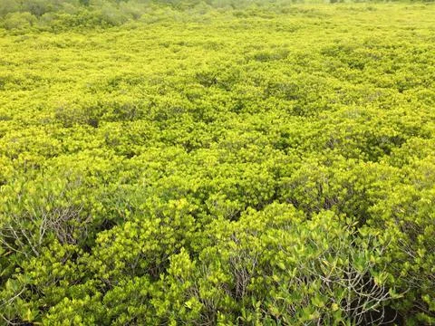 Forest park of Leaf Background Stock Photos