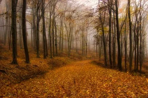 Forest park path with fallen leaves on the ground in autumn Foto stock