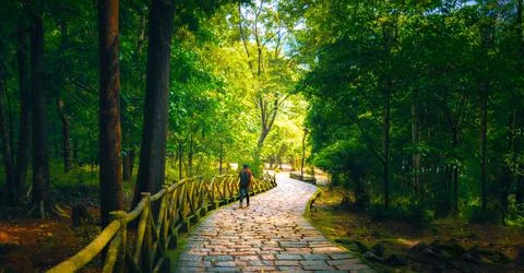 Forest Park Stock Photos