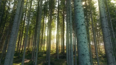 Forest park plant nature rays colour sun morning summer tree wood Vídeos de archivo 199453930