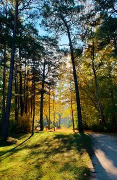 Forest park in the summer Stock Photos