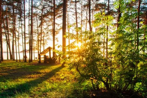 Forest park in sunny evening Foto stock