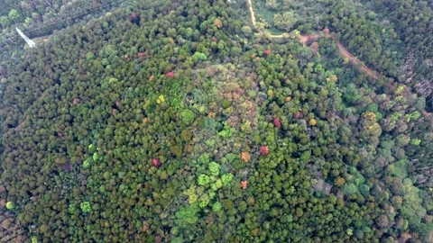 Forest Park Trees Aerial Drone View with Lush Green Canopy and Paths Stock Footage 326762388