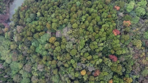 Forest Park Trees Aerial Drone View with Lush Green Canopy and Paths Stock Footage 326762441