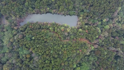 Forest Park Trees Aerial Drone View with Lush Green Canopy and Paths Stock Footage 326762568