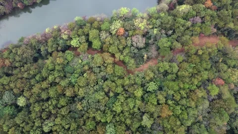 Forest Park Trees Aerial Drone View with Lush Green Canopy and Paths Stock Footage 326762786