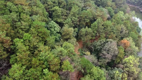 Forest Park Trees Aerial Drone View with Lush Green Canopy and Paths Stock Footage 326762787
