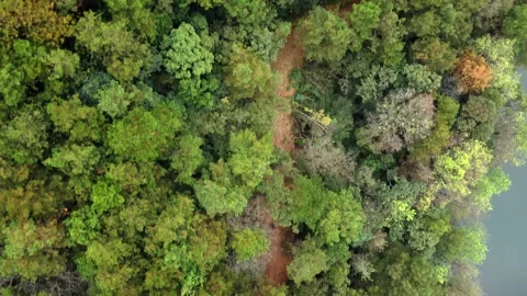 Forest Park Trees Aerial Drone View with Lush Green Canopy and Paths Stock Footage 326762810