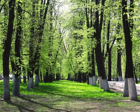 Forest, park, trees Stock Photos