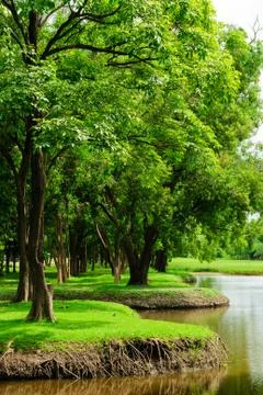 Forest park view Stock Photos