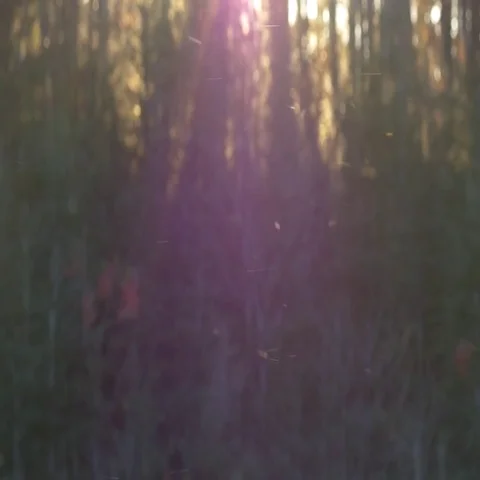 Forest Particle Bokeh Background Stock Footage 69667259