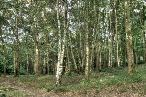 Forest patb horizontal Stock Photos