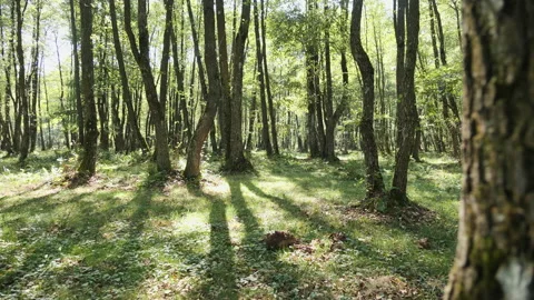 Forest patch pierced by sunrays on a sunny summer day Видео 141211202