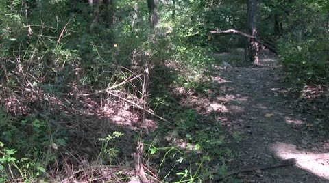Forest Path 1 Stock Footage 8981348