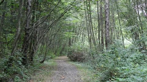 Forest Path #1 Stock Footage 33344368