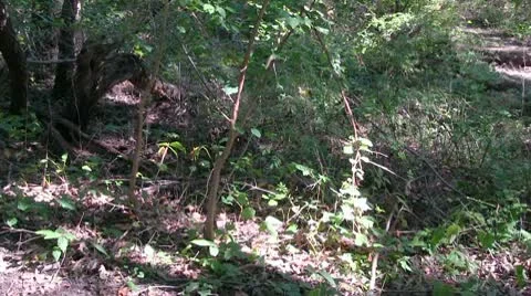 Forest Path 2 Stock Footage 8981483
