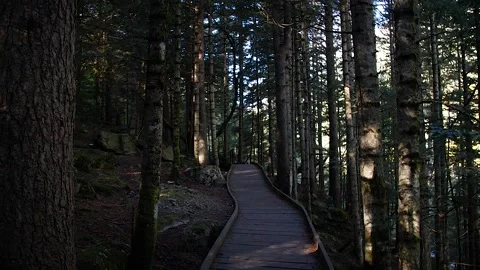 Forest path 5 Stock-Footage 167071646