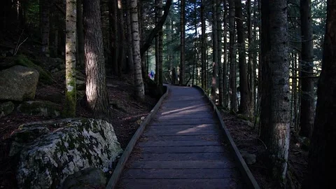 Forest path 6 Stock Footage 167071667