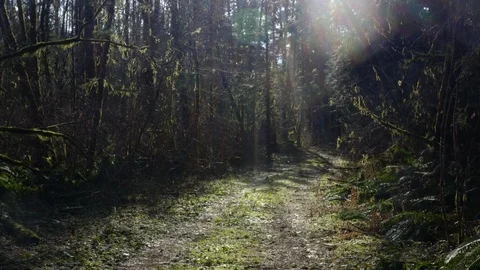 Forest path aerial Stock Footage 126078557