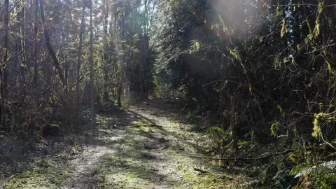 Forest path aerial Video stock 126079758