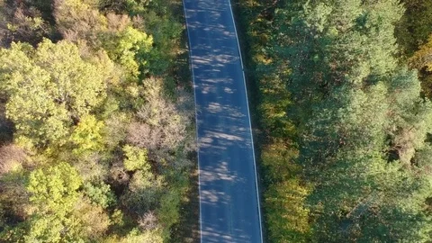 Forest path aerial view Stock Footage 81525026