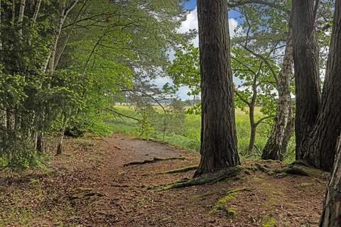 Forest Path Along Pine Trees Near Moorland in Morfelden Walldorf Stock-Fotos