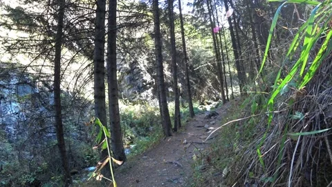 Forest path along the river among coniferous trees Video stock 160674573