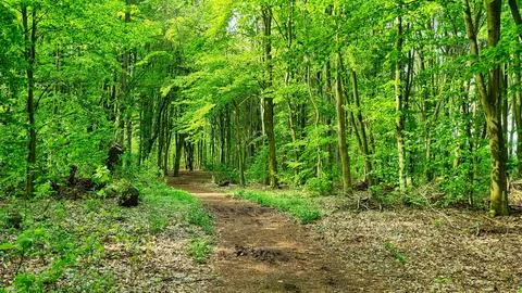 Forest Path in Amersfoort Stock Photos