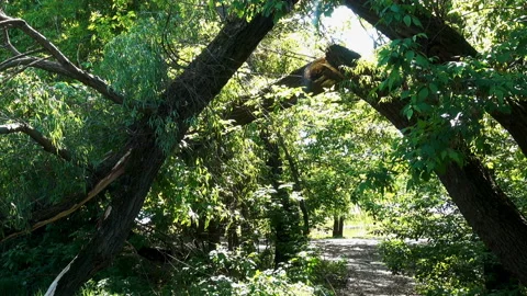 Forest path among the broken trunks Stock Footage 139801298