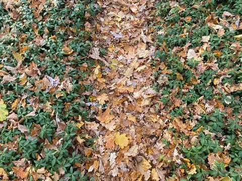 	Forest path among fallen yellow leaves. Foto stock