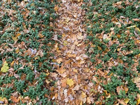 Forest path among fallen yellow leaves. Stock-Fotos