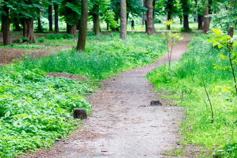 Forest path among the green grass, bushes and deciduous trees in the city par Stock Photos
