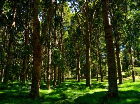 Forest path among large trees in new zealand Stock Photos