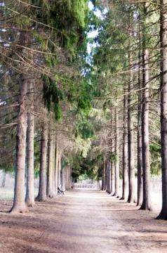 Forest path among massive pines. Stock Photos