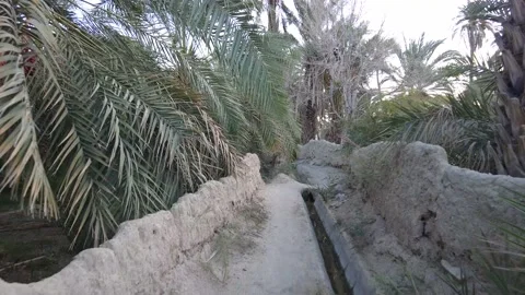 Forest path among palm trees 動画素材 159578071