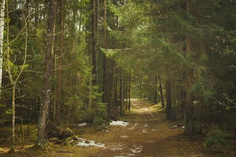 Forest path among spruce and pine trees on a spring day. change of seasons Stock Photos