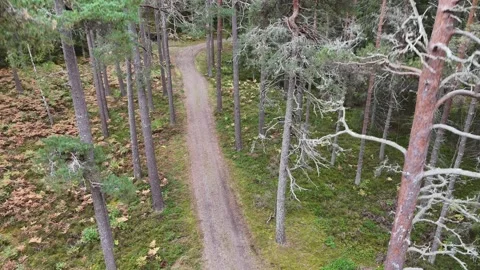 Forest Path Among Swedish Pine and Birch Trees Видео 347676210