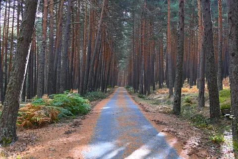 Forest path among tall pine trees (2) Stock Photos
