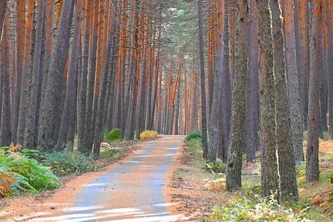 Forest path among tall pine trees Stock Photos