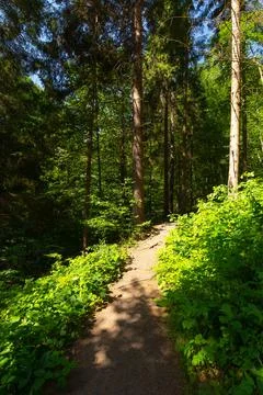 Forest path among tall trees Stock-Fotos