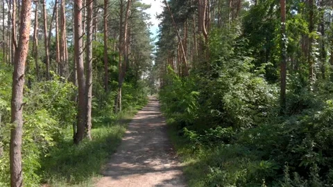 Forest path among the trees 4K Stock Footage 202135312