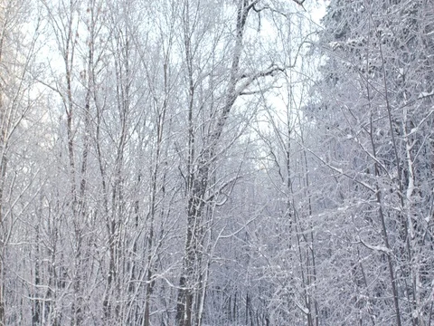 Forest path among white trees and bushes, covered with snow and hoarfrost. 스톡 동영상 84701780