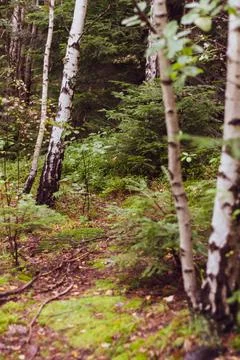 Forest path among young white birches, old animal path. Stock Photos