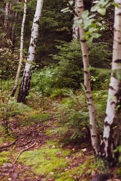 Forest path among young white birches, old animal path. Stock Photos