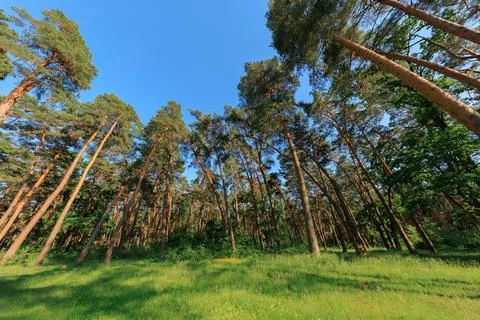 Forest with path and bright sun shining through the trees 스톡 사진