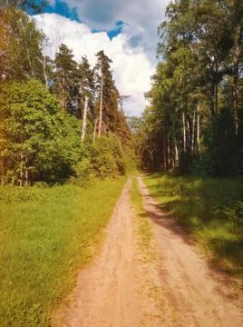 Forest path and cloudy sky in background Stock Photos