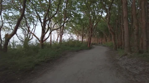Forest path and curly tree trunks in the rays of the setting sun	 Stock Footage 311929619