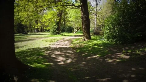 Forest path and green trees as drone flying through Richmond park. Slow Video stock 230775795