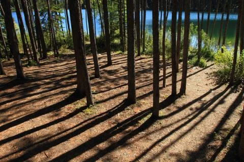Forest path and lake Stock Photos